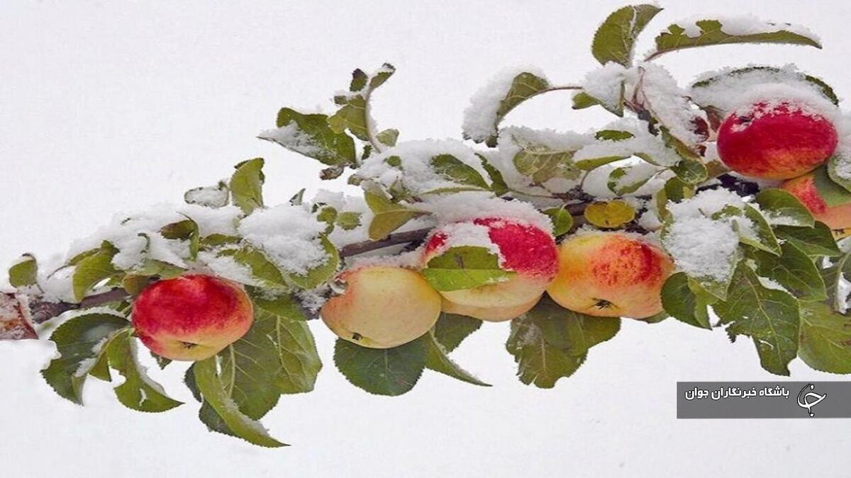 باشگاه خبرنگاران -بارش برف زودهنگام پاییزه به باغ‌های سیب اشنویه خسارت زد