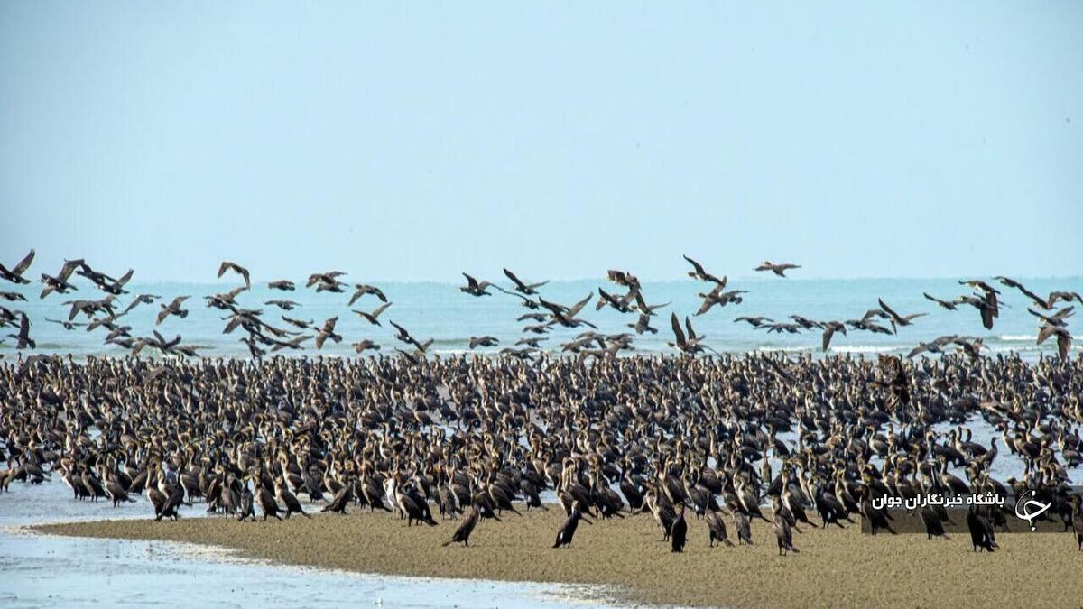 باشگاه خبرنگاران -شمار پرندگان مهاجر در تالاب‌های آذربایجان‌غربی تا ۵۰۰ هزار قطعه می‌رسد