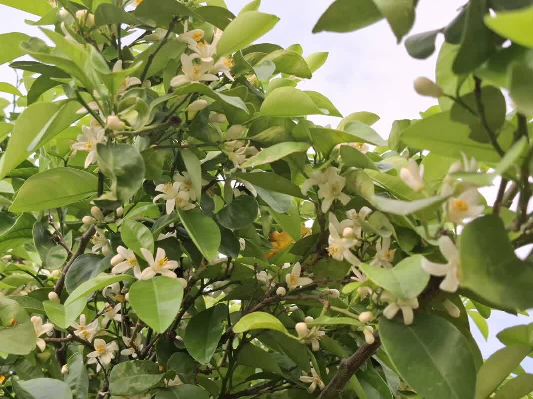 بهار نارنج مرغوب شیراز، طعم و عطر فارس را به جهان می‌برد