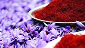 باشگاه خبرنگاران -پتانسیل تولید حداقل هزارتن زعفران وجود دارد