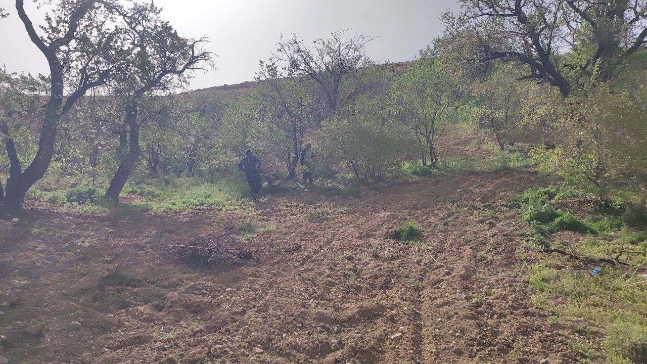 شخم زدن درختان انگور و بادام روستای گردشگری توآباد به وقت بهار + فیلم و عکس