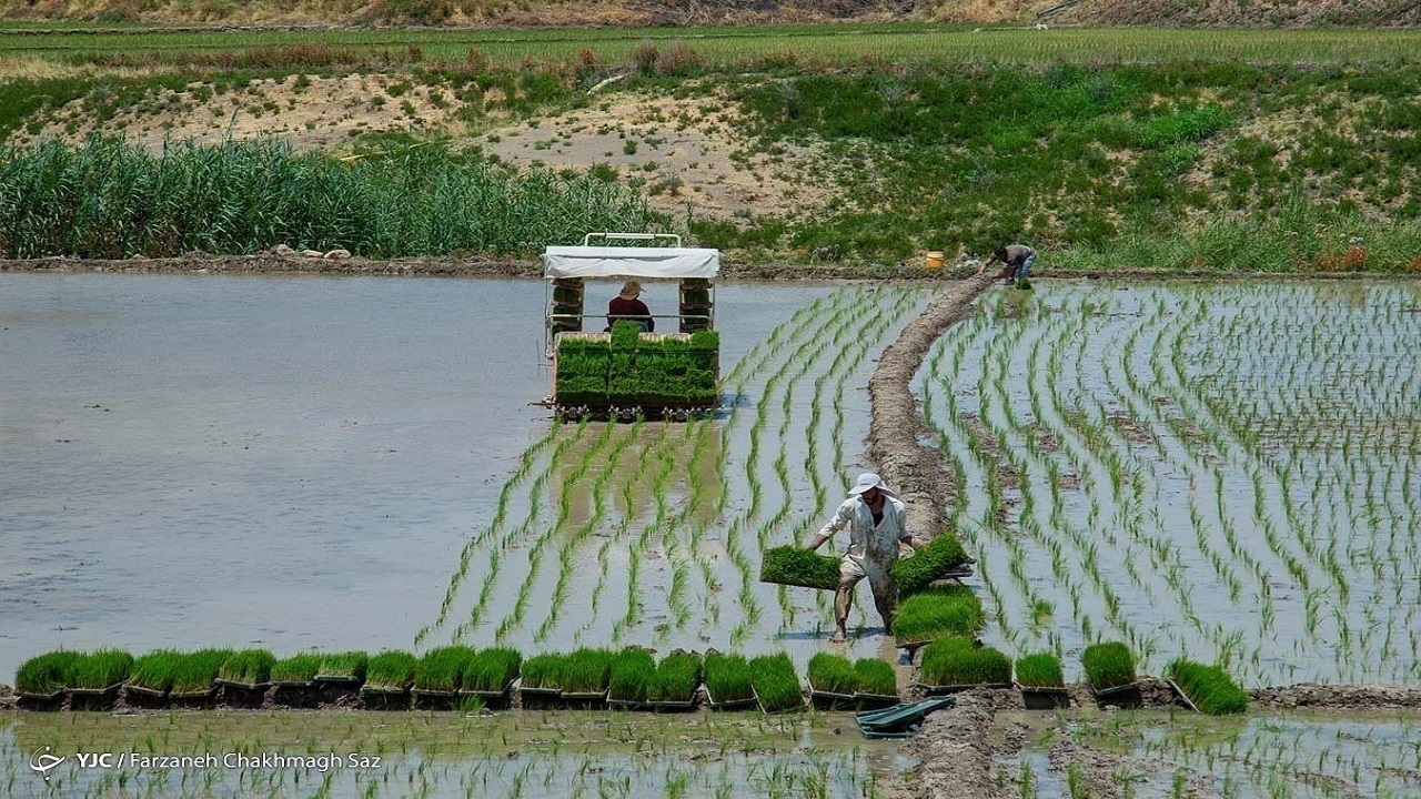 کشت برنج در ایلام ممنوع شد