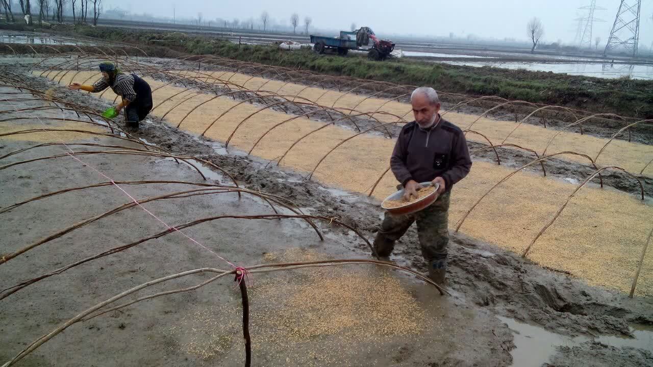 خزانه گیری برنج در شفت