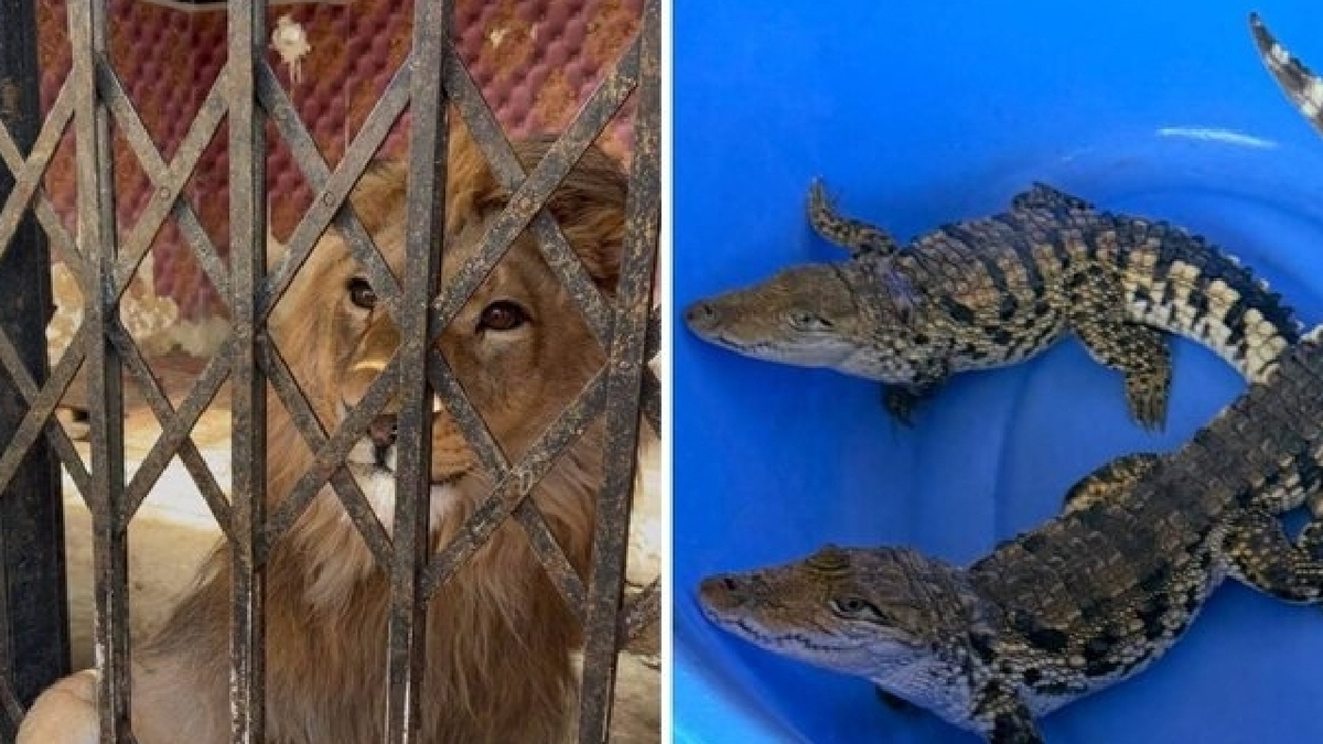 باشگاه خبرنگاران -کشف شیر، عقاب طلایی و تمساح از باغی در شهریار