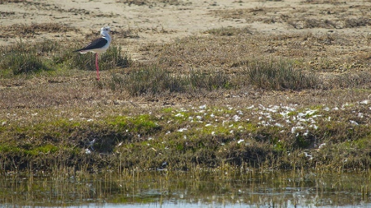 باشگاه خبرنگاران -۴ تالاب جان دوباره می‌گیرند
