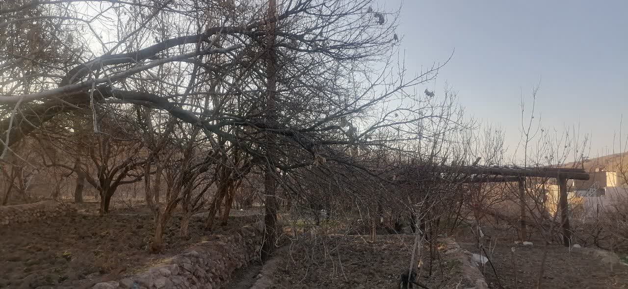 گلایه گردشگران روستای انجیرآوند اردکان از خشکسالی درختان