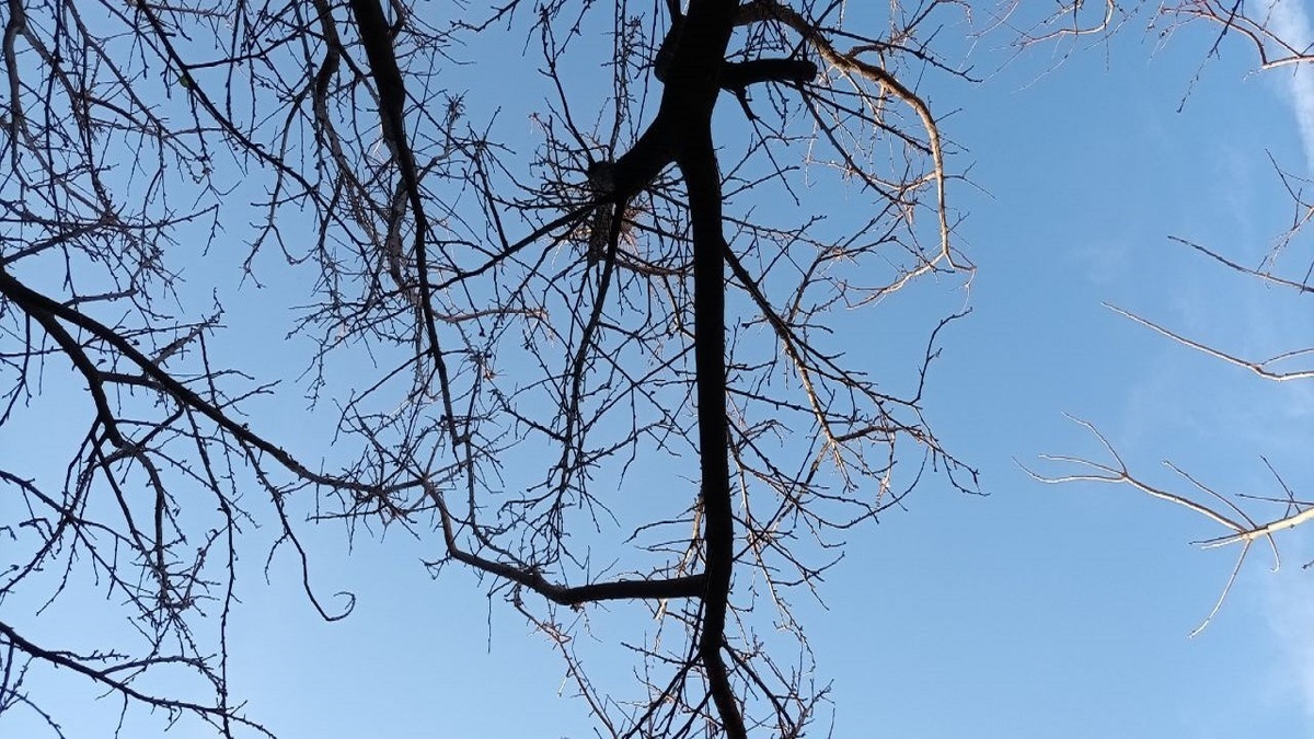 باشگاه خبرنگاران -وزش باد گرم تا پنجشنبه در گیلان