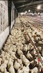 ساوجبلاغ؛ محور تأمین و تنظیم بازار البرز با تکیه بر تولید و ذخیره‌سازی راهبردی