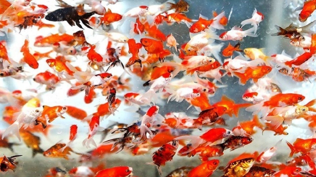 باشگاه خبرنگاران -تکاپوی سال جدید در بازار‌های گیلان + تصاویر