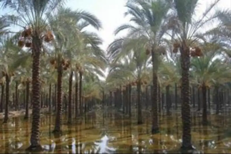 بم؛ طلوع زندگی در سایه ارگ خشتی + تصاویر