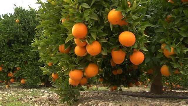 بم؛ طلوع زندگی در سایه ارگ خشتی + تصاویر