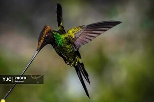 خوار