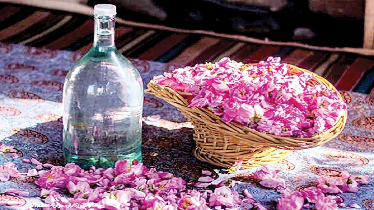 برداشت گل محمدی و آیین گل غلتان در امیریه دامغان + فیلم