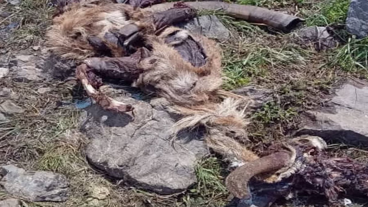 مشاهده بقایای تجزیه‌ شده ۶ رأس کل وحشی در منطقه البرز مرکزی شمالی