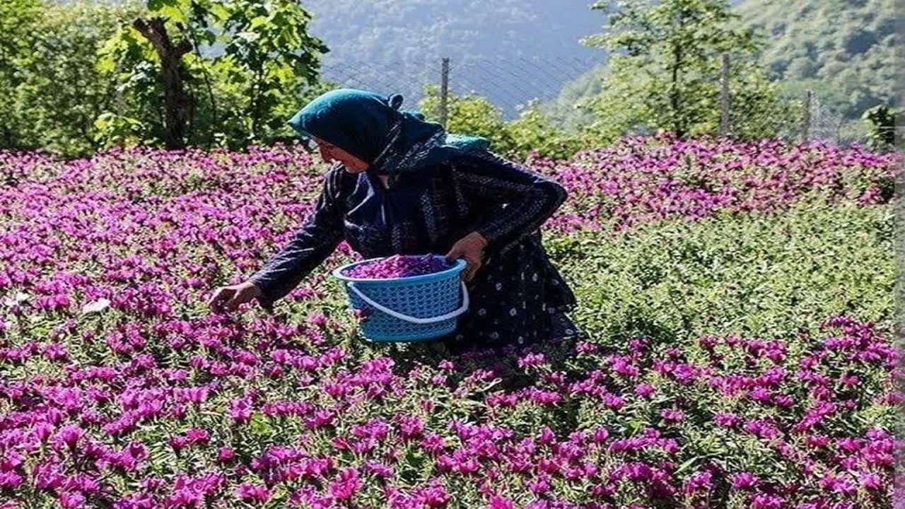 آغاز برداشت گل گاوزبان از مزارع قزوین