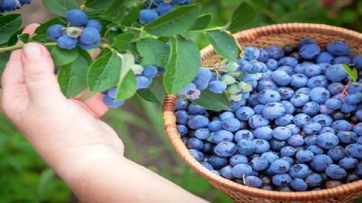برداشت گیلاس در خراسان شمالی + فیلم