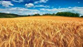 باشگاه خبرنگاران -آغاز خرید تضمینی گندم در مازندران