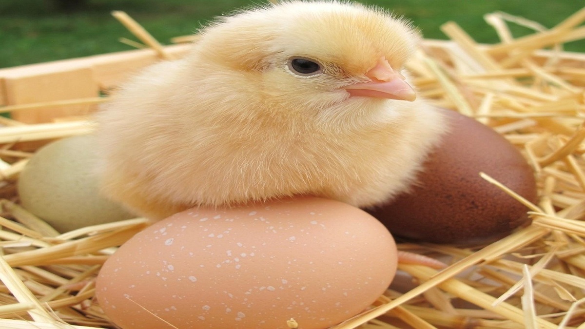 باشگاه خبرنگاران -انجام بیش از ۹ میلیون قطعه جوجه ریزی در خوزستان