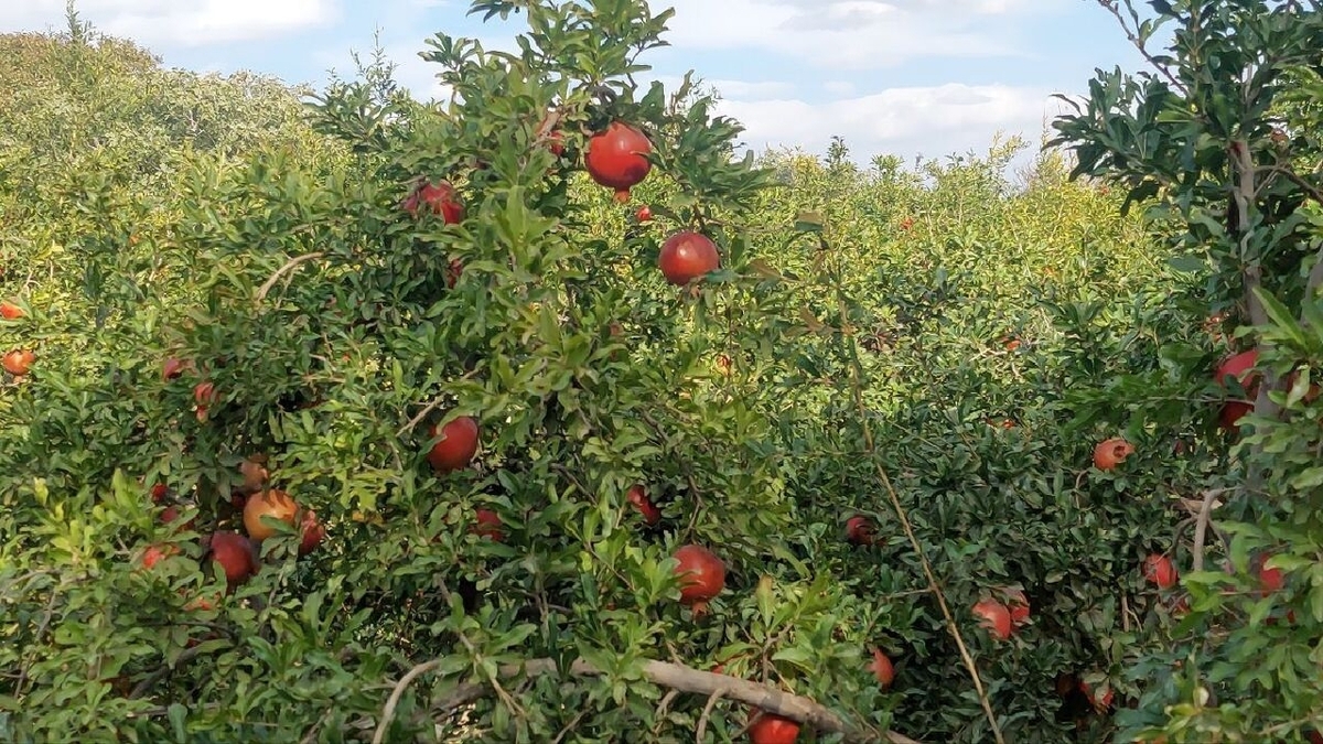 باشگاه خبرنگاران -برداشت ۲۳ هزار تن انار از باغات خوزستان آغاز شد