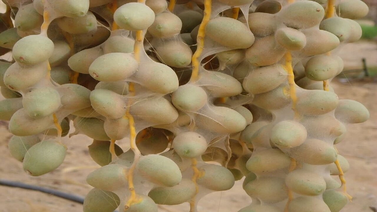 باشگاه خبرنگاران -هشدار نسبت به طغیان آفات و بیماری‌های درخت خرما در خوزستان