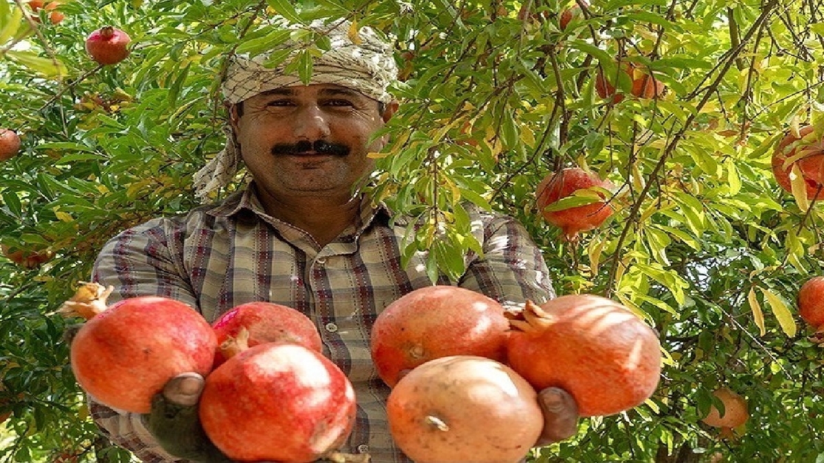 باشگاه خبرنگاران -برداشت ۱۲ هزار تن انار از باغ‌های خوزستان