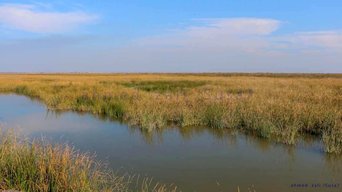 باشگاه خبرنگاران -طرح احیای تالاب بامدژ بزرگ‌ترین طرح تالابی کشور پس از دریاچه ارومیه است
