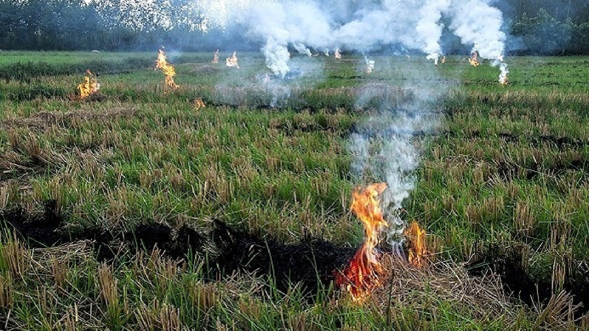 باشگاه خبرنگاران -ممنوعیت سوزاندن بقایای مزارع و محصولات کشاورزی در خوزستان