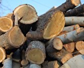 ۲ محموله چوب جنگلی قاچاق در بوکان توقیف شد