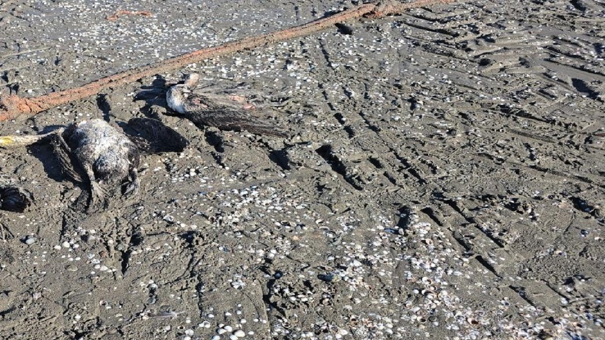 باشگاه خبرنگاران -مرگ و میر باکلان‌ها در سواحل چابکسر