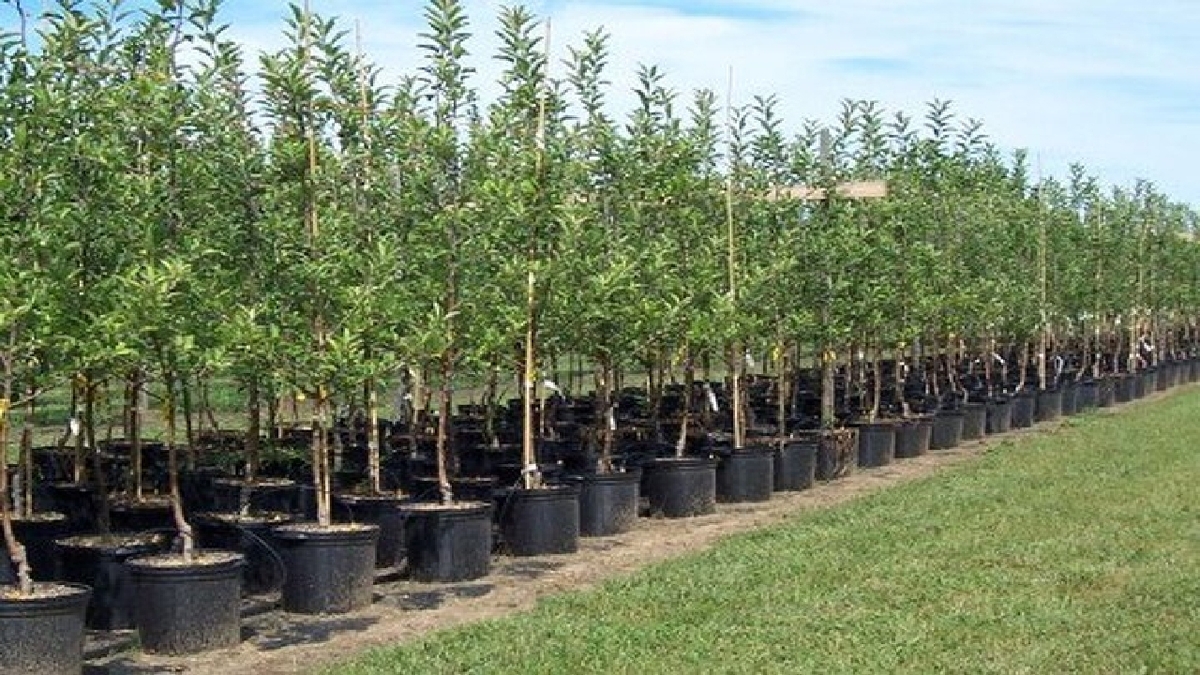 باشگاه خبرنگاران -توزیع نهال رایگان در ۲۲بوستان منتخب پایتخت به مناسبت روز طبیعت