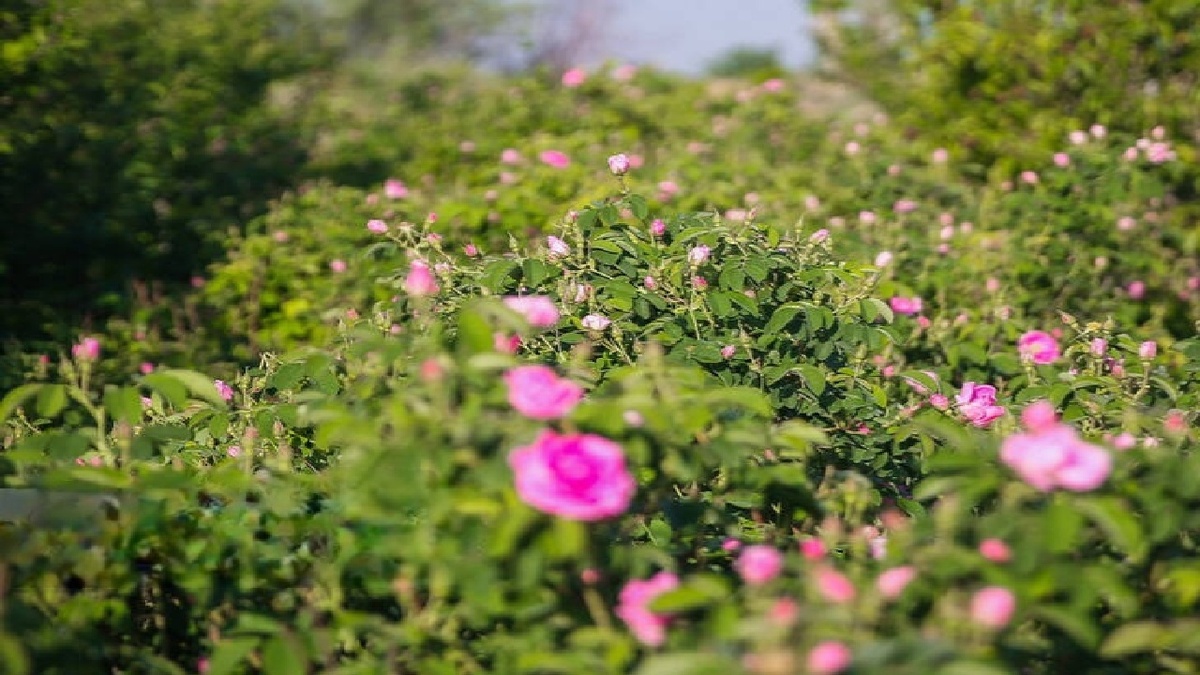 باشگاه خبرنگاران -طبیعت بهاری روستای گُل گُل پلدختر + فیلم
