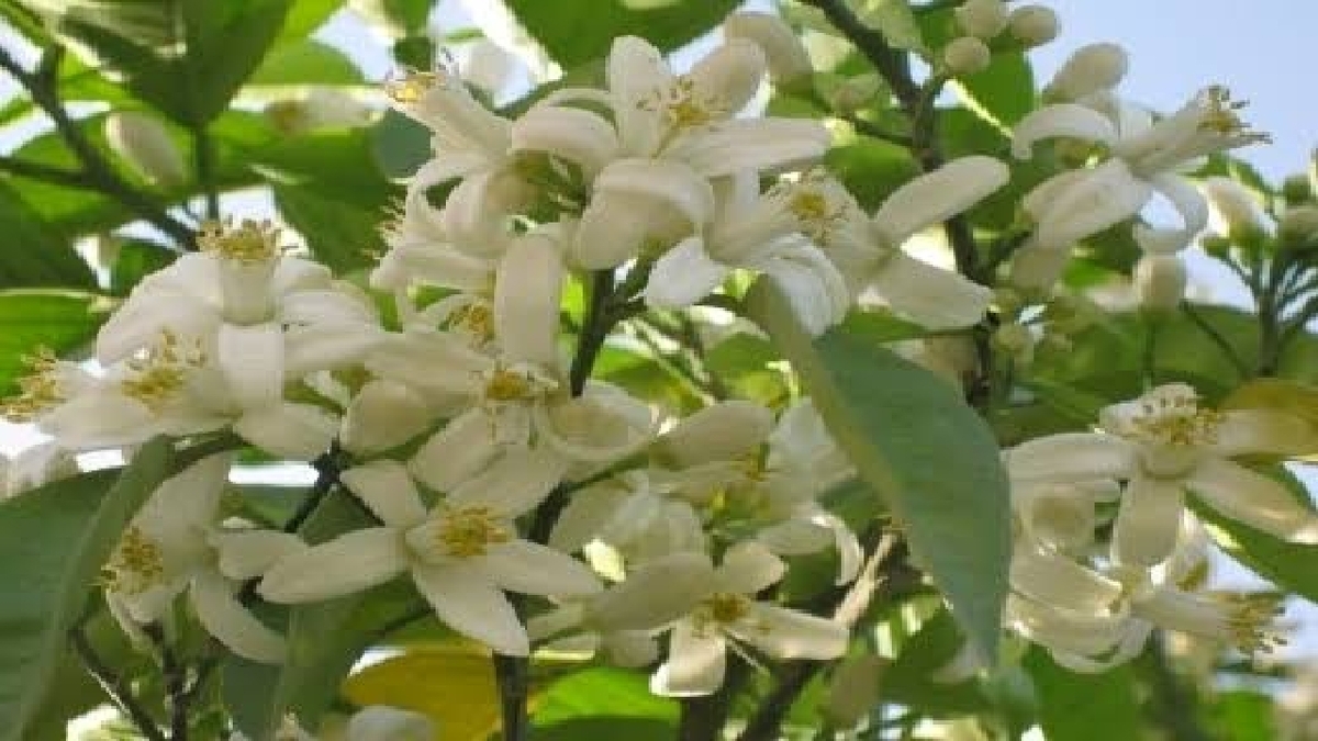 باشگاه خبرنگاران -پیچش عطر شکوفه‌های بهار نارنج در کوچه پس کوچه‌های گیلان