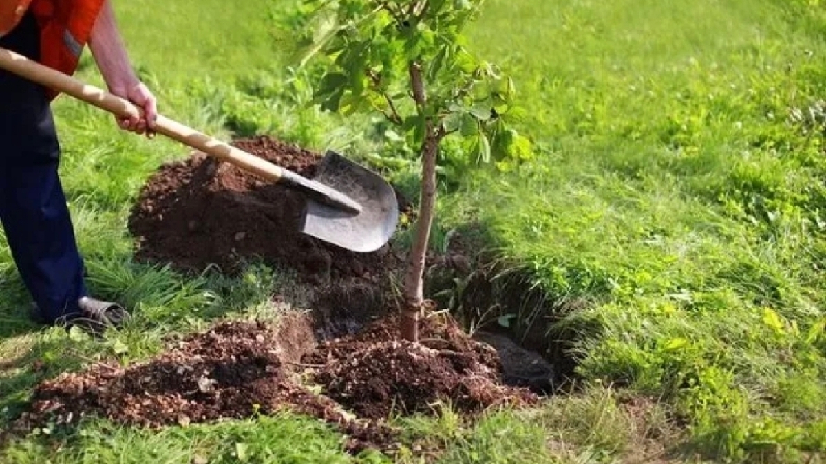 باشگاه خبرنگاران -برگزاری مراسم کاشت نهال به یاد شهدای مدرسه میناب در تهران