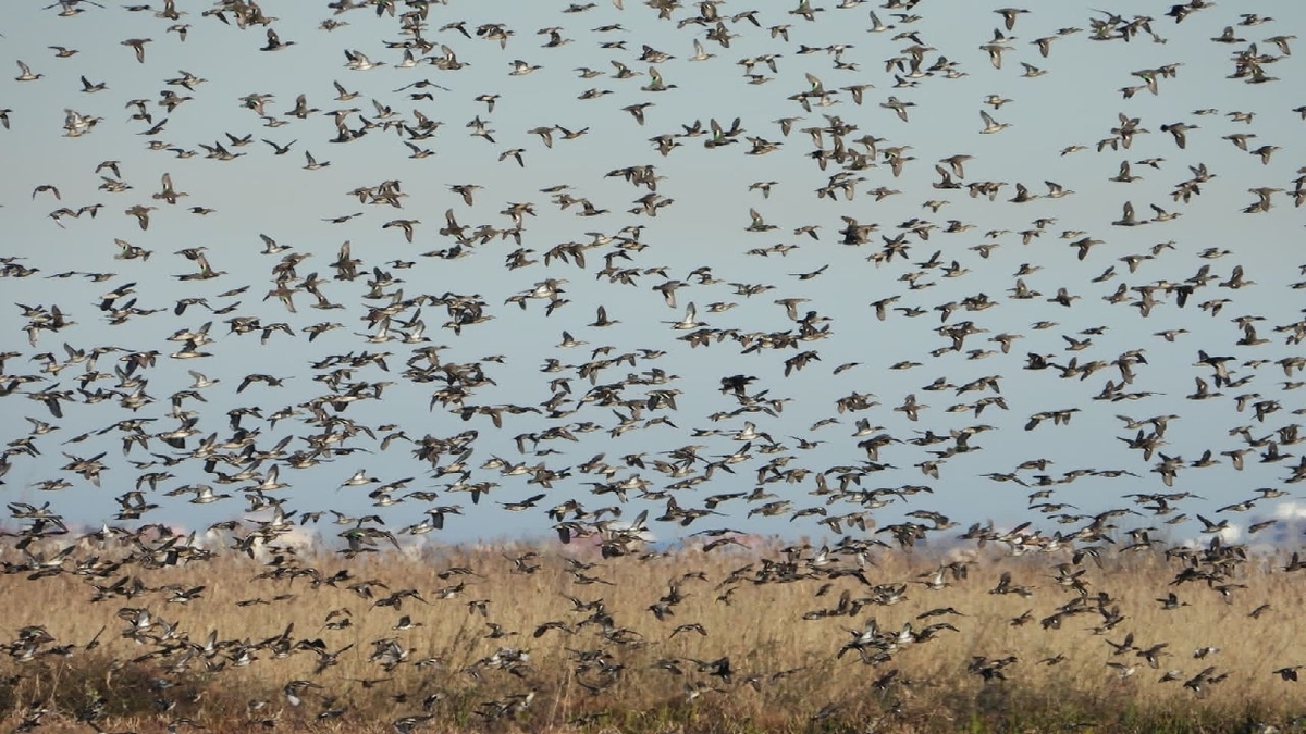 باشگاه خبرنگاران -روزهای طلایی پرنده‌نگری در تالاب‌های انزلی و بوجاق+ فیلم