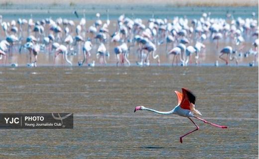 تلاب مره قم میزبان فلامینگوهای مهاجر