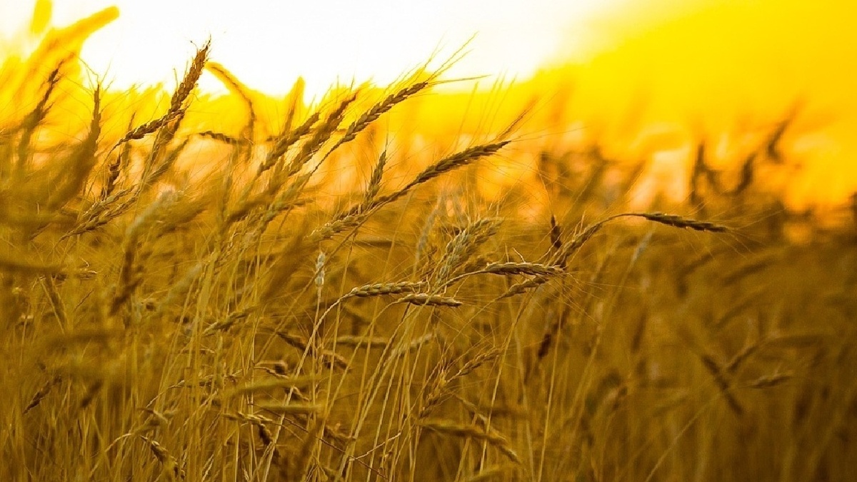 باشگاه خبرنگاران -تولید ۵۵۰ هزار تن محصول در گندم زار‌های طلایی لرستان