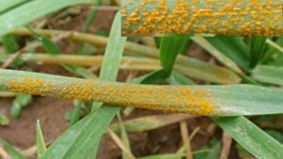 باشگاه خبرنگاران -احتمال شیوع بیماری‌های گندم در گلستان در پی بارش های متناوب باران