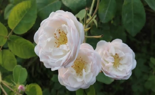 تجارتی جهانی/ رایحه گل محمدی در اقتصاد گیلان