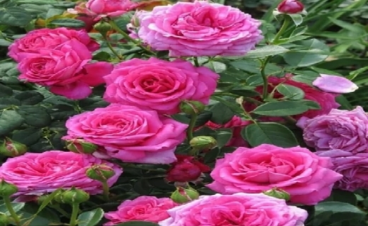 تجارتی جهانی/ رایحه گل محمدی در اقتصاد گیلان