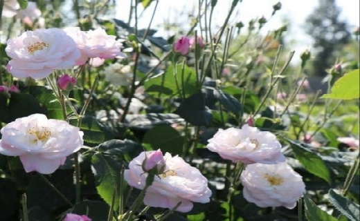 تجارتی جهانی/ رایحه گل محمدی در اقتصاد گیلان