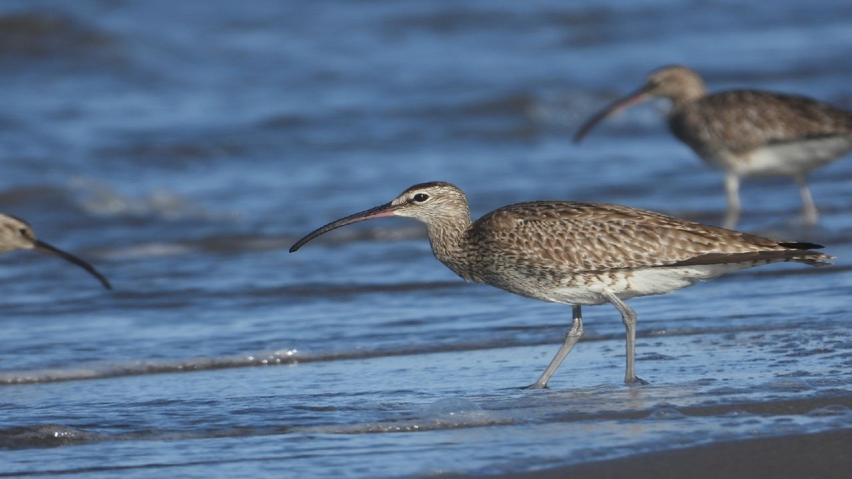 باشگاه خبرنگاران -ماداگاسکار تا زیستگاه‌های جوجه‌آوری + فیلم