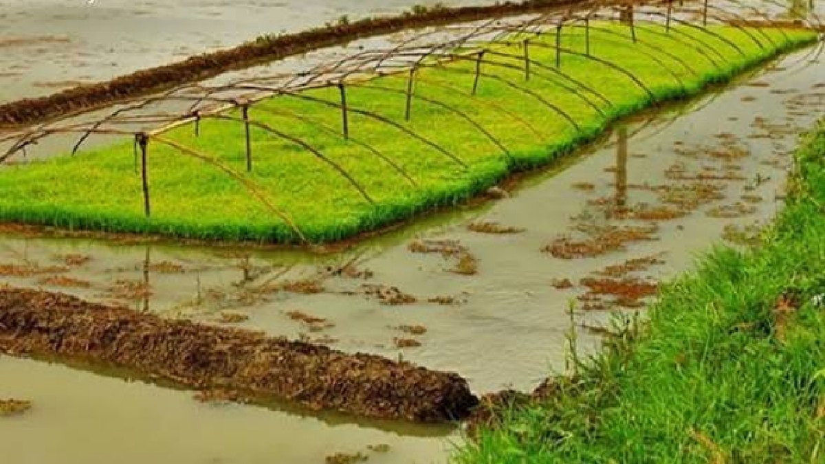 باشگاه خبرنگاران -خزانه گیری ۸۳ هزار هکتار از شالیزارهای گیلان