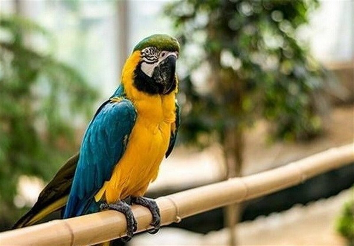 باشگاه خبرنگاران -انتقال موقت پرندگان لویزان به نمک‌آبرود