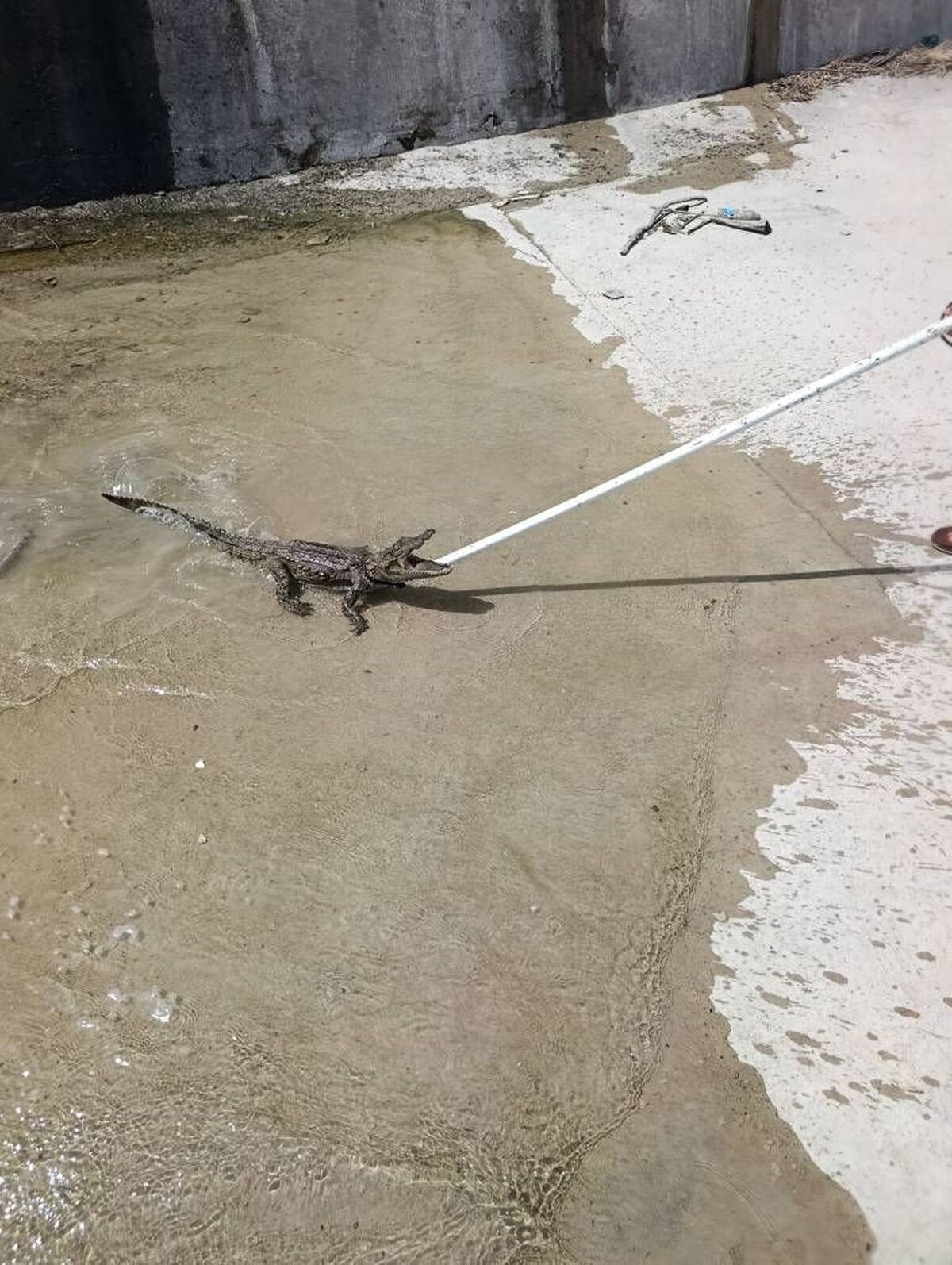 باشگاه خبرنگاران -زنده گیری و رهاسازی دومین گاندوی نابالغ در جنوب استان در  ایام نوروز