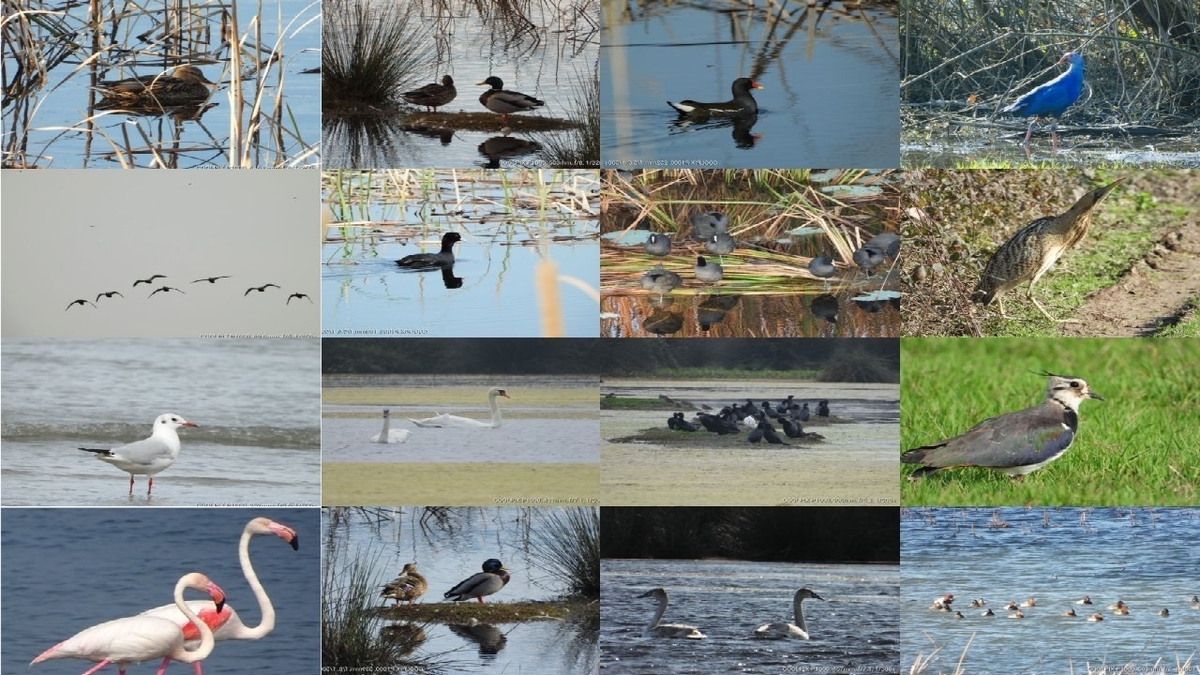 باشگاه خبرنگاران -آغاز دوره جوجه آوری پرندگان  در تالاب‌های گیلان