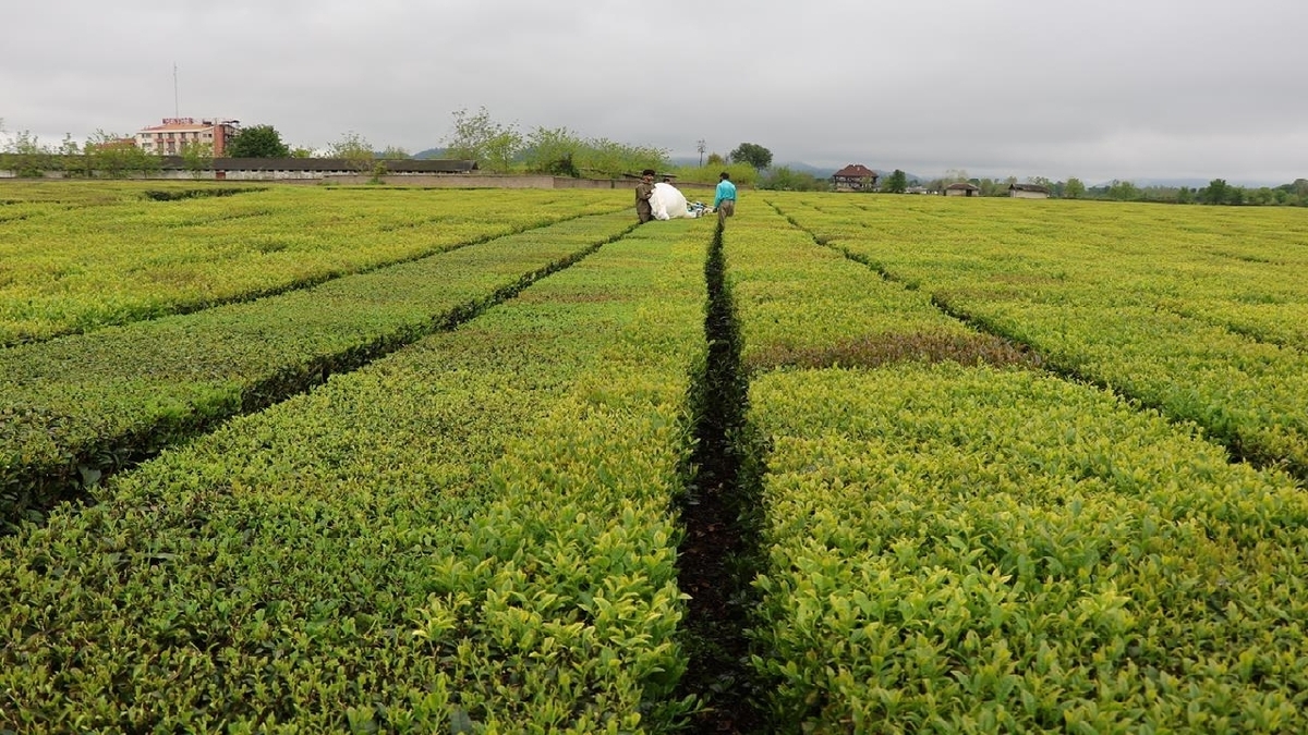 باشگاه خبرنگاران -خرید تضمینی برگ سبز ۷۰ درصد افزایش یافت