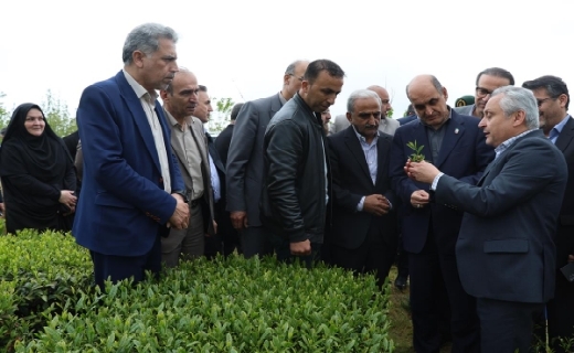 آیین برداشت چای /  خرید تضمینی برگ سبز ۷۰ درصد افزایش یافت