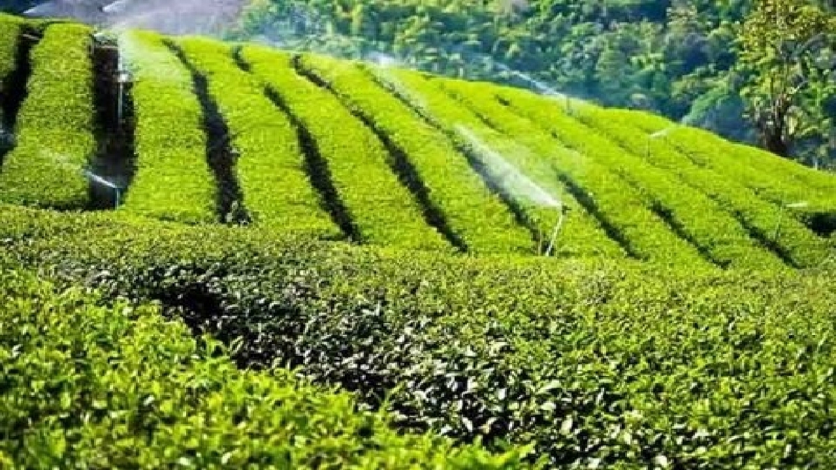 باشگاه خبرنگاران -خرید بیش از ۲ هزار تن برگ سبز چای از چایکاران شمال کشور