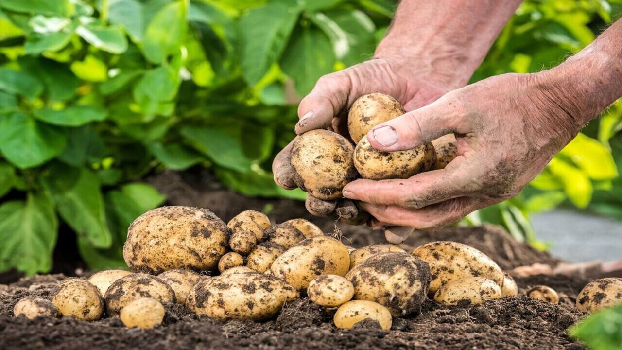 صادرات؛ مهمترین مطالبه سیب زمینی کاران گلستانی