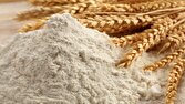 گندم‌های طلایی الیگودرز؛ قلبِ تپنده‌ی نانِ لرستان